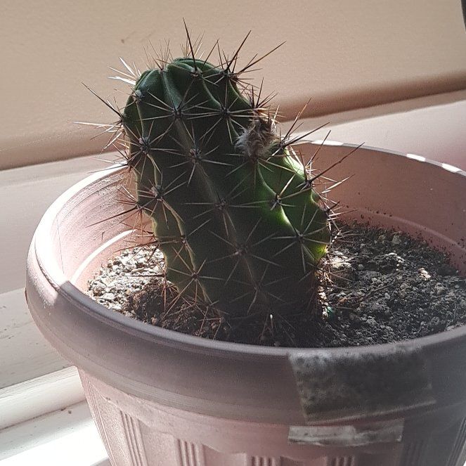 Photo of the plant species Scarlet Hedgehog Cactus by @RealRhubarb79 named Queen on Greg, the plant care app