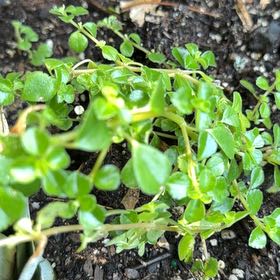 Photo of the plant species Common Chickweed by @HeirGrevillea47 named Bruce Lee on Greg, the plant care app