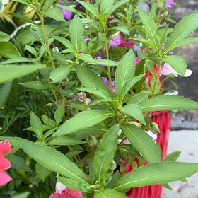 Photo of the plant species Balsam by @YeahBeachrose80 named Duke on Greg, the plant care app