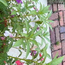 Photo of the plant species Balsam by @YeahBeachrose80 named Austen on Greg, the plant care app