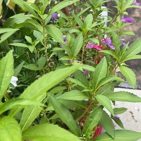 Photo of the plant species Balsam by @YeahBeachrose80 named Beyonce on Greg, the plant care app
