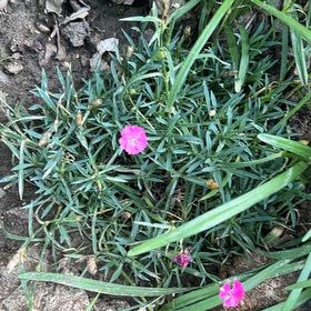Photo of the plant species Chisme by @YeahBeachrose80 named Scarlett on Greg, the plant care app