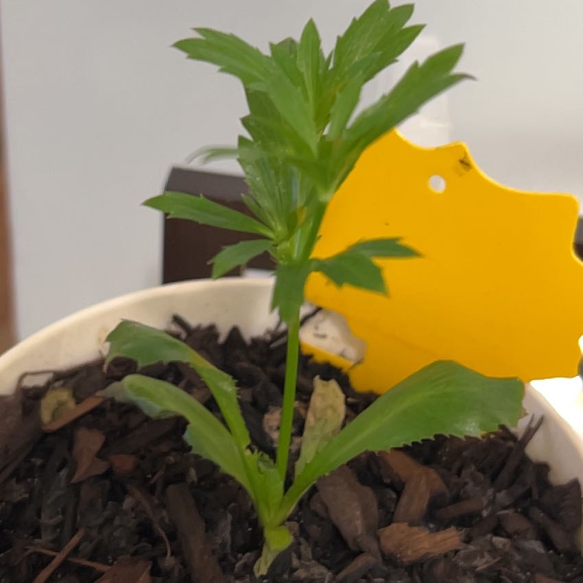 Photo of the plant species Culantro by @NotablePinoak56 named Kobe on Greg, the plant care app