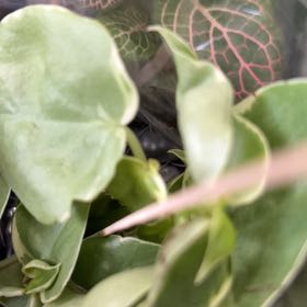 Photo of the plant species Madeira Vine by @NotablePinoak56 named ChloroPhil on Greg, the plant care app