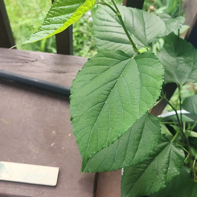 Photo of the plant species Crabweed by @NiceLippia61 named Kobe on Greg, the plant care app