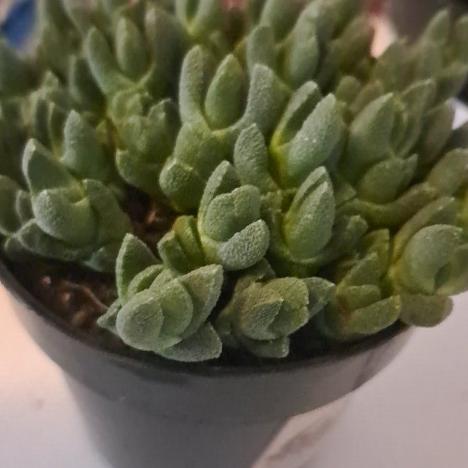 Photo of the plant species Stomatium by @TotalCoojong91 named Willow on Greg, the plant care app