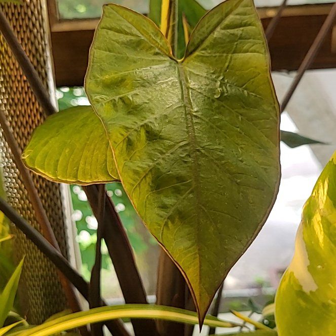 Photo of the plant species Alocasia Black Stem Variegated by @AcePuriri74 named Gregarious on Greg, the plant care app