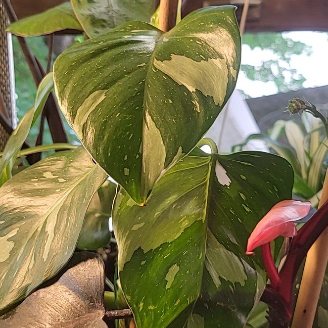 Photo of the plant species Philodendron White Wizard by @AcePuriri74 named Oscar on Greg, the plant care app