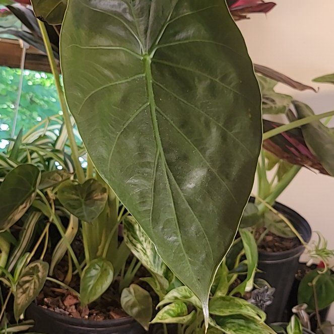 Photo of the plant species New Guinea Shield by @AcePuriri74 named Muhammad Ali on Greg, the plant care app