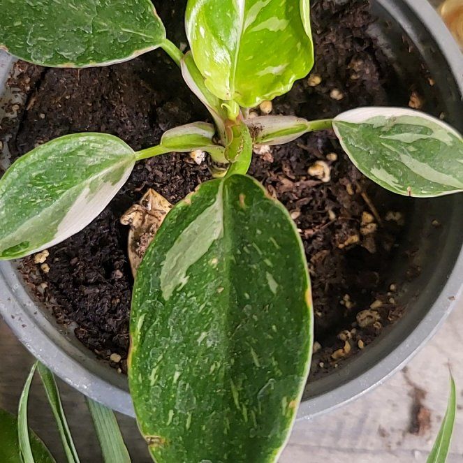 Photo of the plant species philodendron white princess by @AcePuriri74 named Kendall on Greg, the plant care app