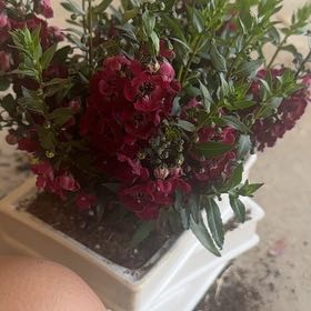 Photo of the plant species Summer Snapdragon 'Carita Raspberry' by @LuckyRuby7 named Rosa on Greg, the plant care app