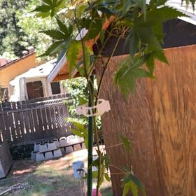 Photo of the plant species Ricinus Communis by @HeartfeltSalad named Money wanna be on Greg, the plant care app