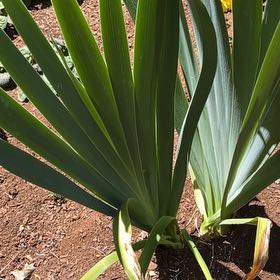 Photo of the plant species Dwarf Palmetto by @HeartfeltSalad named Ms.missing flowers on Greg, the plant care app