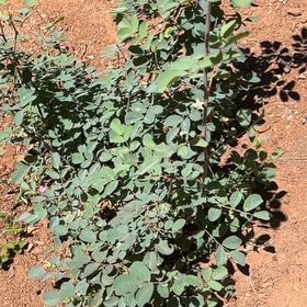 Photo of the plant species Baptisia Australis by @HeartfeltSalad named Lil Crazee Rose on Greg, the plant care app