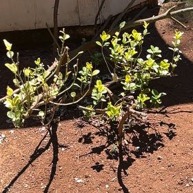 Photo of the plant species Japanese Cheesewood by @HeartfeltSalad named Lil Roses on Greg, the plant care app