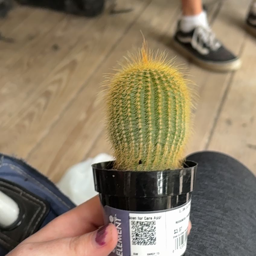 Photo of the plant species Notocactus leninghausii by @PrizeApple49 named Tree Diddy on Greg, the plant care app