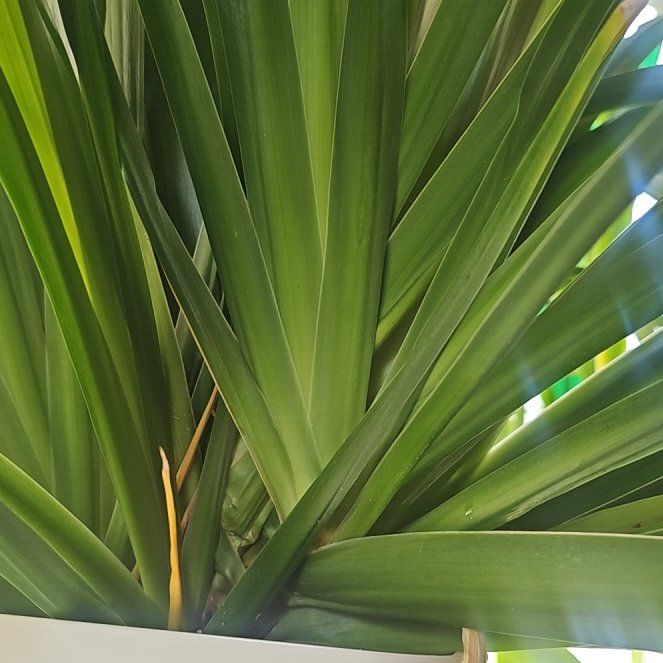Photo of the plant species Walking Iris by @ZarfBlueoak69 named Scarlett on Greg, the plant care app