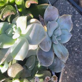 Photo of the plant species Beautiful Graptopetalum by @ArdentKanono64 named Ajax on Greg, the plant care app