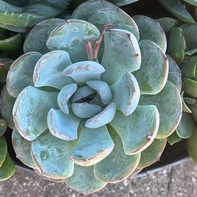 Photo of the plant species Suryeon by @ArdentKanono64 named Patroclus on Greg, the plant care app