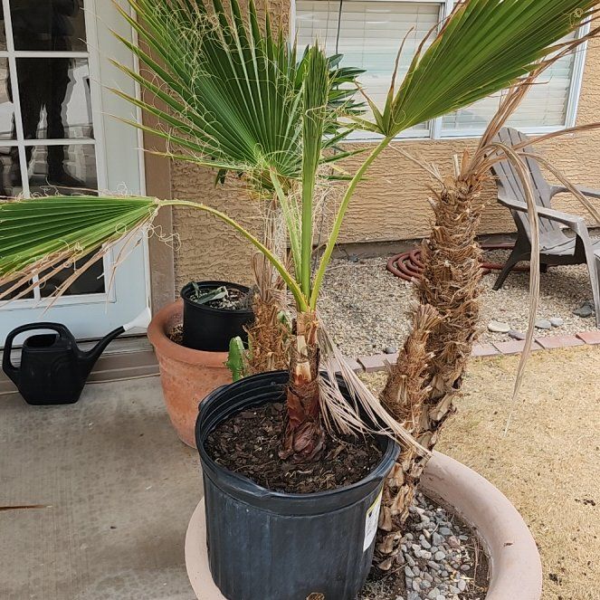 Photo of the plant species Washingtonia Palm by @PoignantBlue64 named Doja Cat on Greg, the plant care app