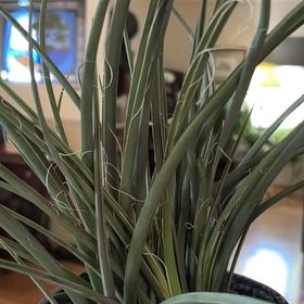 Photo of the plant species Great Plains Yucca by @VipFeijoa82 named Planty on Greg, the plant care app