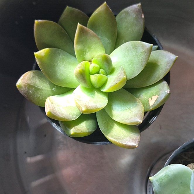 Photo of the plant species Graptosedum 'Copper Glow' by @AceTutu15 named Harper on Greg, the plant care app