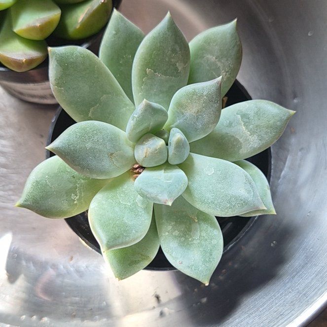 Photo of the plant species Pachyphytum 'Aquamarine' by @AceTutu15 named Nemo on Greg, the plant care app