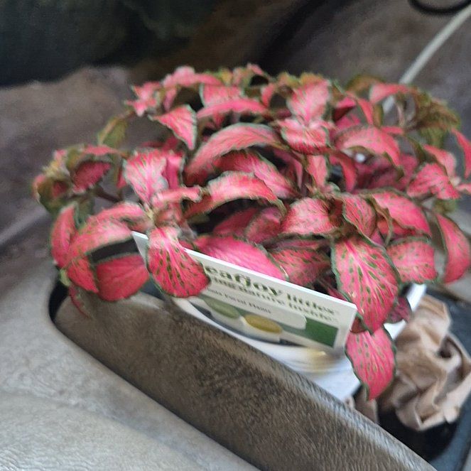 Photo of the plant species Fittonia by @AceTutu15 named Rainier on Greg, the plant care app
