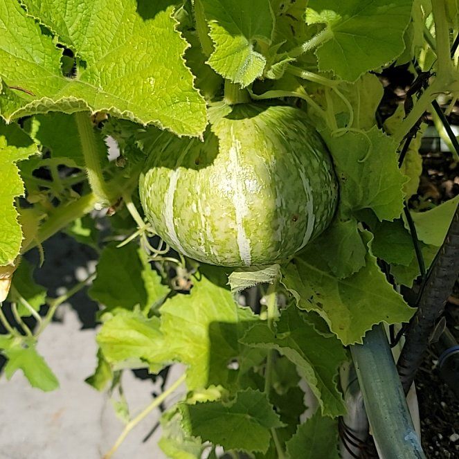 Photo of the plant species Summer Squash by @SparklyWorm39 named Spike Leaves on Greg, the plant care app