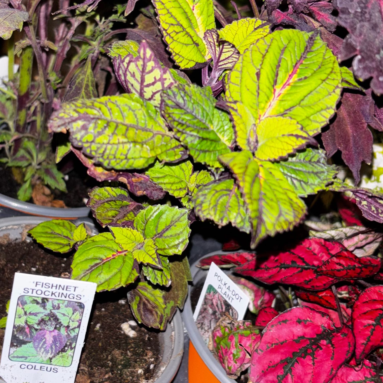 Photo of the plant species Coleus 'Fishnet Stockings' by @GnarlyLime20 named Leonardo on Greg, the plant care app