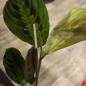 Photo of the plant species Red prayer plant by @GladWoodvetch30 named Khaleesi on Greg, the plant care app