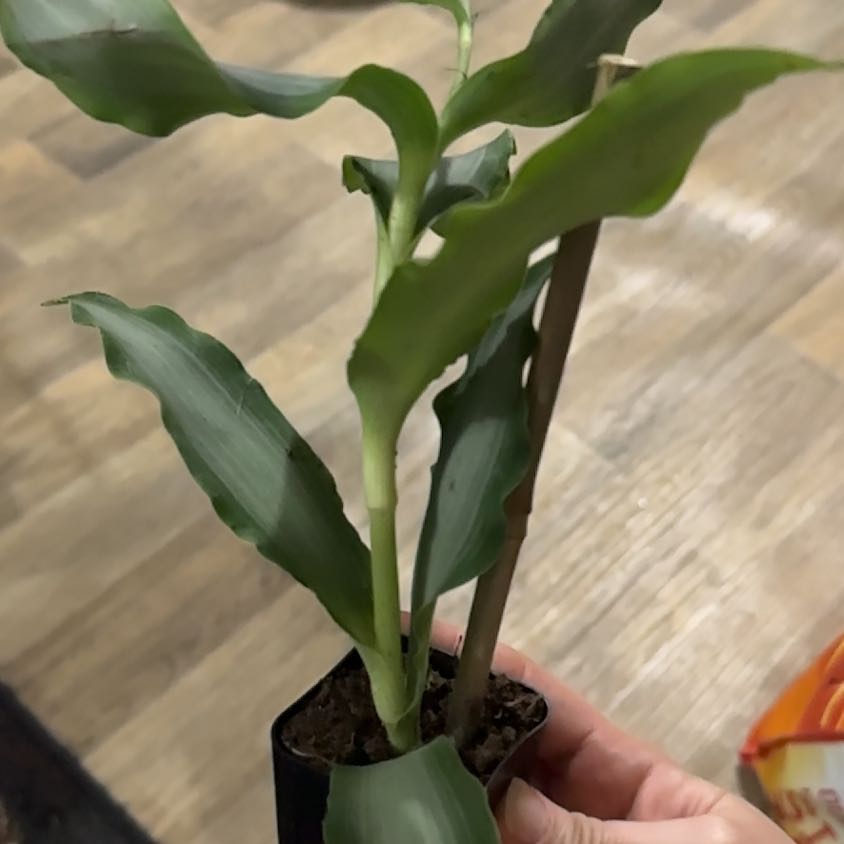 Photo of the plant species Murdannia by @GladWoodvetch30 named Gates on Greg, the plant care app