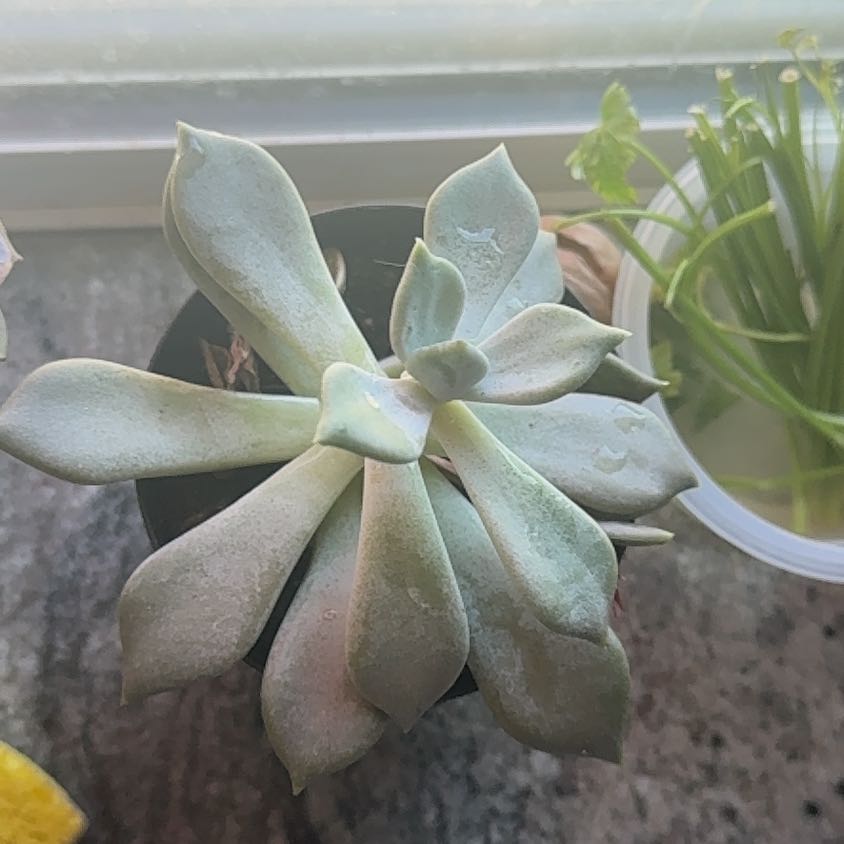 Photo of the plant species Pachyphytum 'Margrit' by @FabOleander93 named Sage on Greg, the plant care app