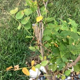 Photo of the plant species Blue Moon Wisteria by @DreamyPawpaw51 named Harry on Greg, the plant care app