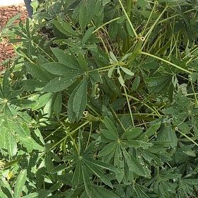 Photo of the plant species Wild Perennial Lupine by @AlertMizuna60 named Hemingway on Greg, the plant care app