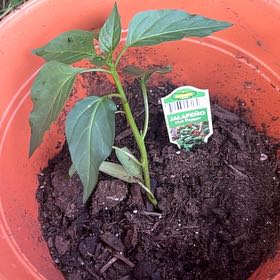 Photo of the plant species Jalapeno Pepper by @PetAnacua23 named Achilles on Greg, the plant care app