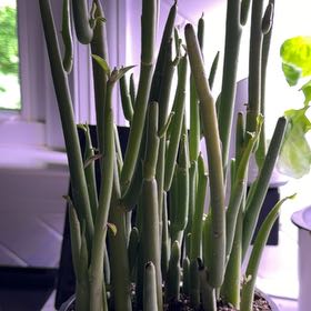 Photo of the plant species Pedilanthus macrocarpus by @DaintyHemlock19 named Duke on Greg, the plant care app