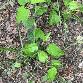 Photo of the plant species Common Nipplewort by @SweetOakfern14 named Oscar on Greg, the plant care app