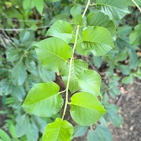 Photo of the plant species Bradford Pear by @SweetOakfern14 named Sol on Greg, the plant care app