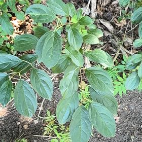 Photo of the plant species Common Buckthorn by @SweetOakfern14 named Athena on Greg, the plant care app