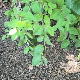 Photo of the plant species Morrow's Honeysuckle by @SweetOakfern14 named Spike Leaves on Greg, the plant care app