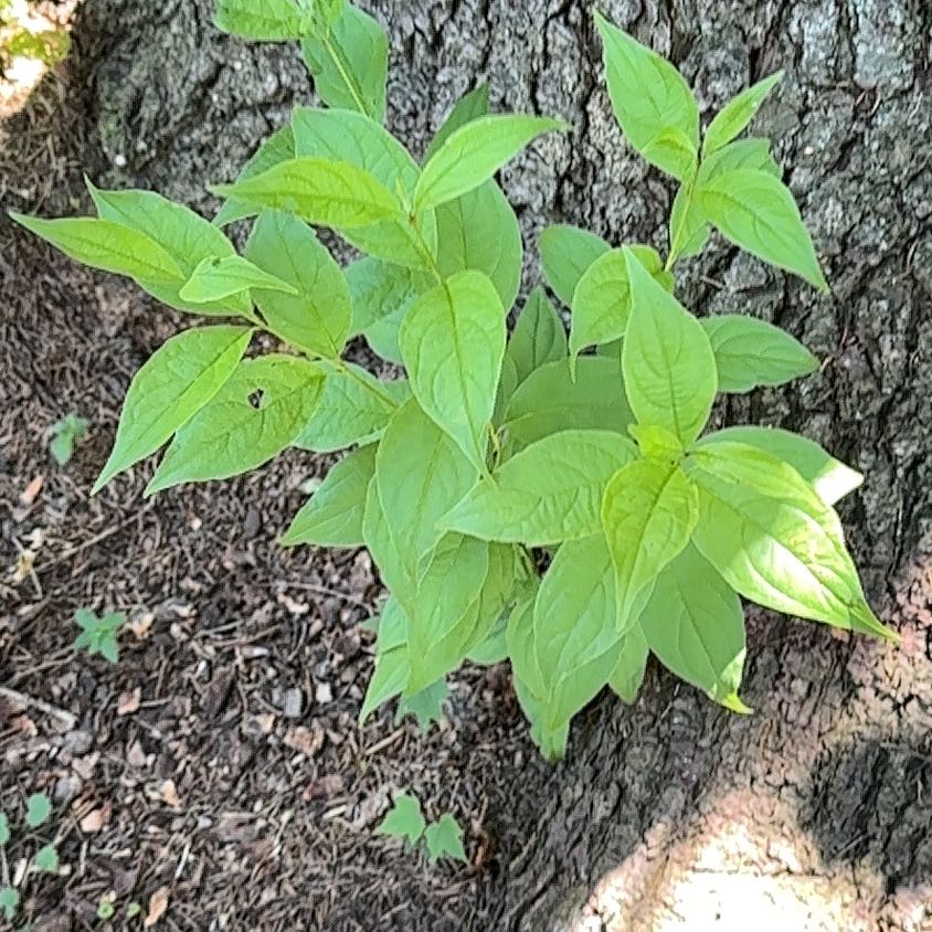 Photo of the plant species Common Buttonbush by @SweetOakfern14 named Bruce Lee on Greg, the plant care app