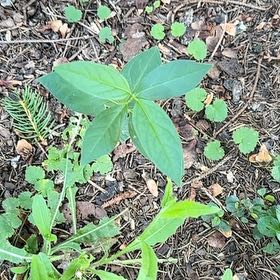 Photo of the plant species Air Potato by @SweetOakfern14 named Rihanna on Greg, the plant care app