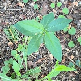 Photo of the plant species Botón De Oro by @SweetOakfern14 named Nithin on Greg, the plant care app