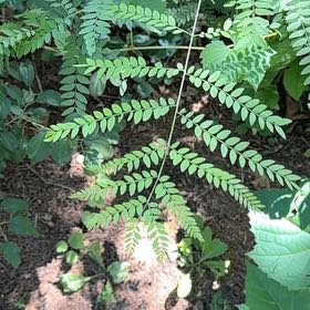 Photo of the plant species White Leadtree by @SweetOakfern14 named Eva on Greg, the plant care app