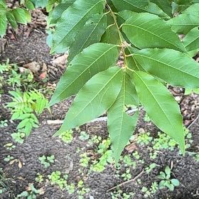 Photo of the plant species Western Chokecherry by @SweetOakfern14 named Treeyoncé on Greg, the plant care app