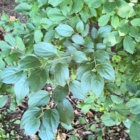 Photo of the plant species Common Buckthorn by @SweetOakfern14 named Aria on Greg, the plant care app