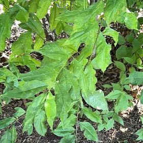 Photo of the plant species Western Chokecherry by @SweetOakfern14 named Figyonce on Greg, the plant care app