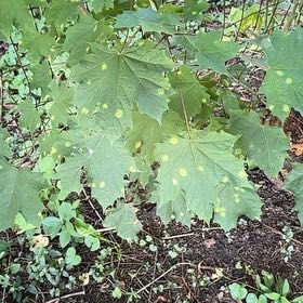 Photo of the plant species Norway Maple by @SweetOakfern14 named Sage on Greg, the plant care app