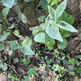 Photo of the plant species Lamb's Ear by @SweetOakfern14 named Winston on Greg, the plant care app
